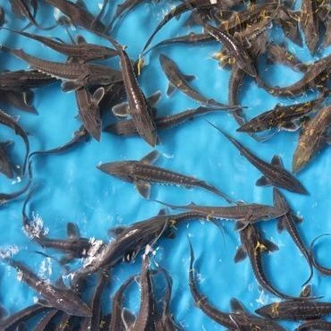 alimentacion acuicultura