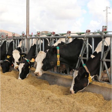 alimentacion ganaderia mascotas