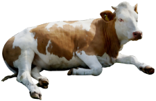 Alimento proteínas cerdos