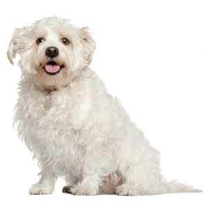 Comida para mascotas