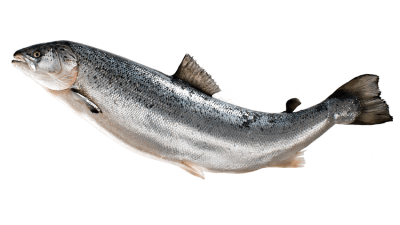 fish feed acuicultura