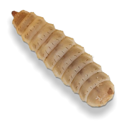 larva mosca negra